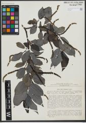 Foto von Salix urbaniana Seemen